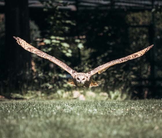 Eule im Landeanflug, Greifvogelstation Hellenthal, © Johannes Höhn