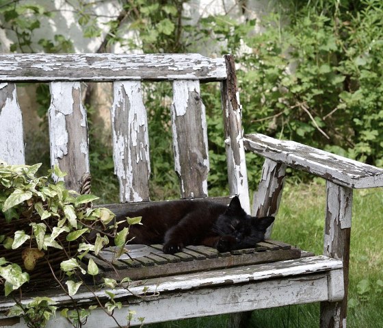 Katze im Garten, © Norbert Heck Halsdorf