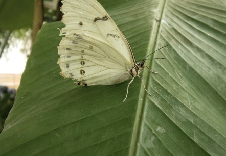 Schmetterling, © Eifalia