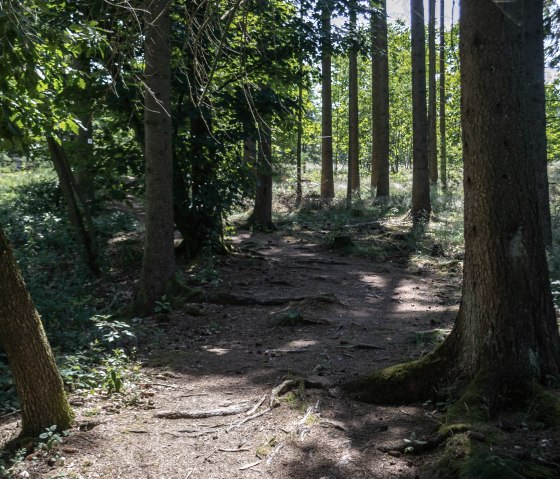 Waldweg, Eifelspur Silberschatz, © Nordeifel Tourismus