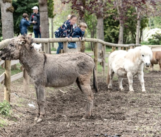 Esel, © Eifel-Zoo Lünebach, Wallpott