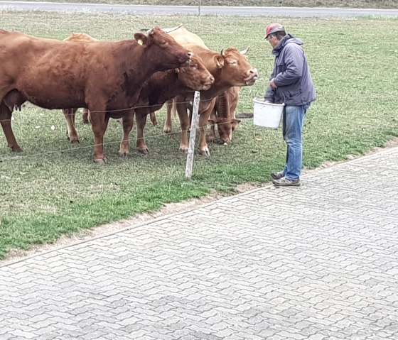 Bauernhoftiere, © Johannaa Bermes