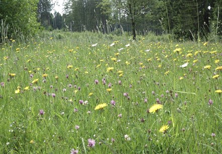 Blumenwiese im Schneifelwald, © Tourist-Information Prümer Land