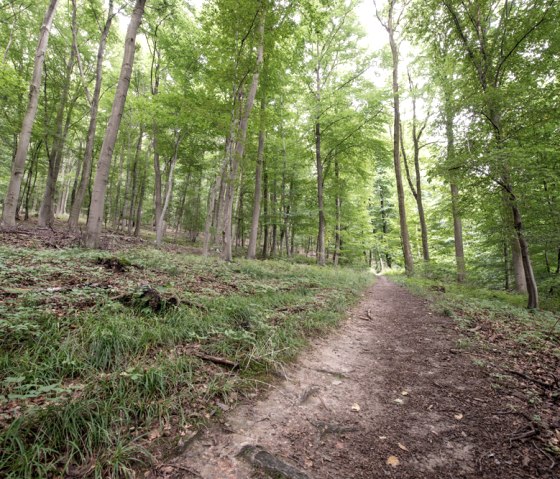 MTB-Tour Schlossrunde (Freifahrt Eifel Runde A), © some.oner