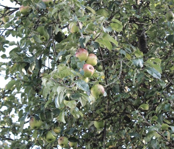 Obstwiese