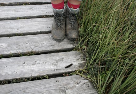 Wanderung im Hohen Venn, © Heike Becker