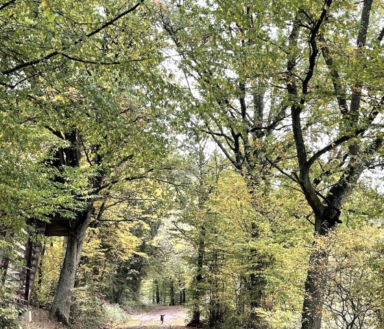 Waldweg Heuschober Antweiler