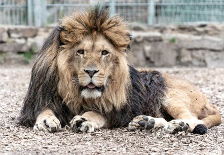 Löwe, © Eifel-Zoo Lünebach, Wallpott