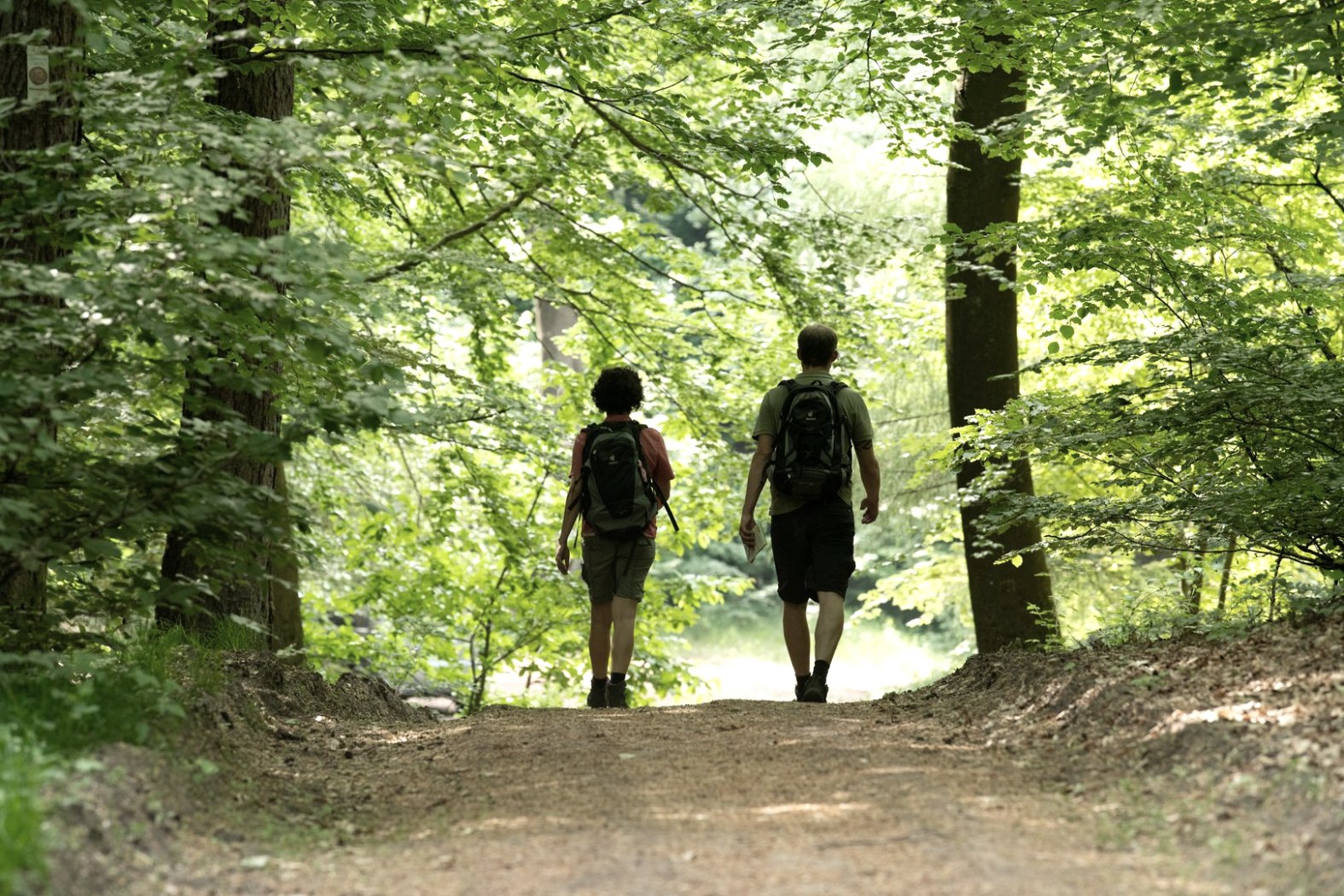 Wandern in der Eifel durch schattige Wälder, © Eifel Tourismus GmbH, Dominik Ketz