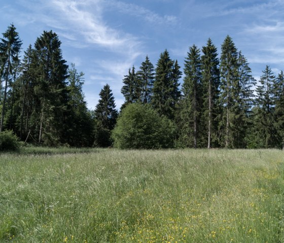 Eifelspur Pingenwanderweg - Durch Kräuterwiesen, © Nordeifel Tourismus GmbH