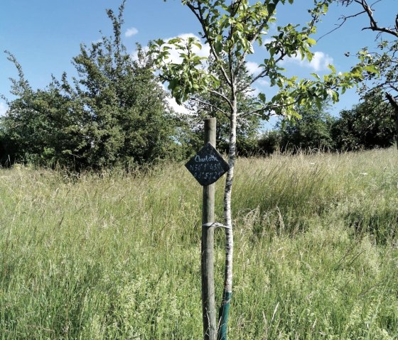 Apfelbaumpatenschaft, © GesundLand Vulkaneifel GmbH