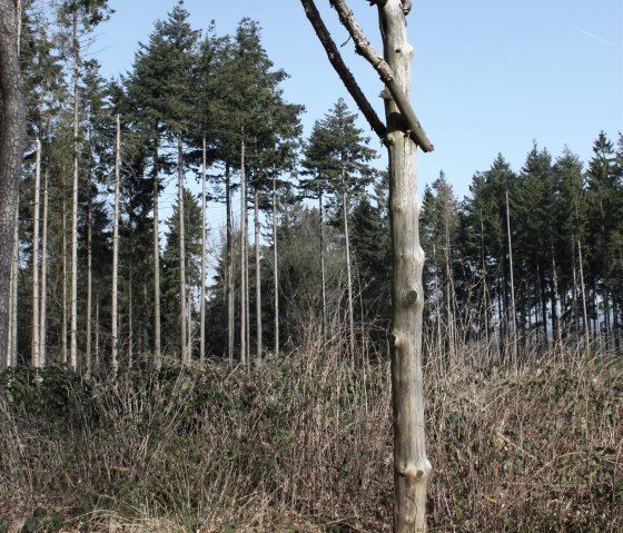 Erlebnispunkt 5 "Galgen", © GesundLand Vulkaneifel GmbH