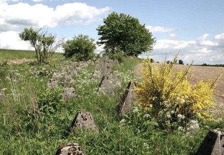 Höckerlinie bei Großkampenberg, © DLR Eifel