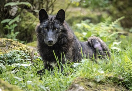 Wölfe im Adler und Wolfspark, © Eifel Tourismus GmbH, Dominik Ketz