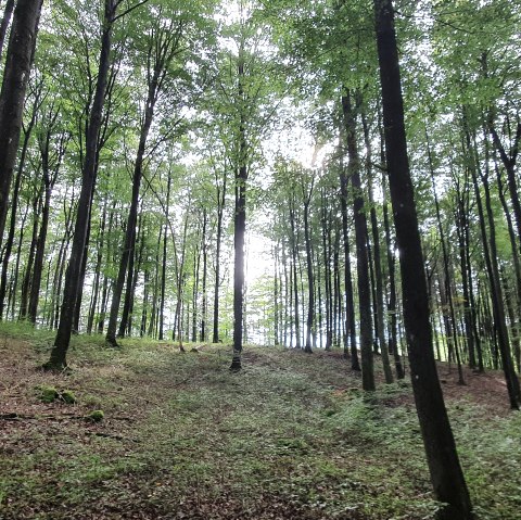 Buchenwald Schönecker Schweiz, © Tourist-Information Prümer Land, Seb. Wiesen