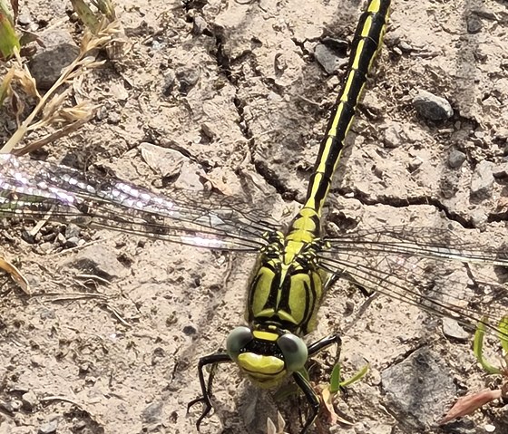 glückliche Libelle