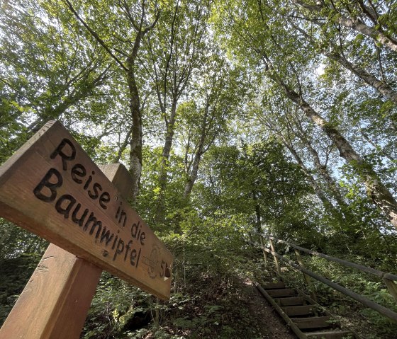 Station 5, Reise in die Baumwipfel, © Eifel Tourismus GmbH