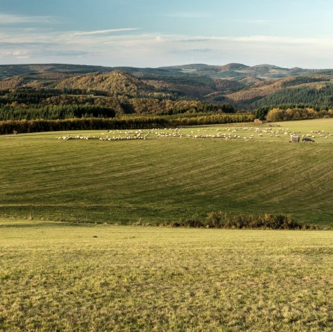 Herbstlandschaft in der Eifel mit Schafen, © Eifel Tourismus GmbH / D. Ketz