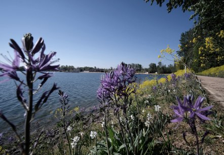 Seepark Zülpich, Blumen am Wasser, © Seepark Zülpich