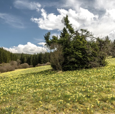 Blühende Narzissenwiese im Oleftal, © Eifel Tourismus GmbH, Dominik Ketz