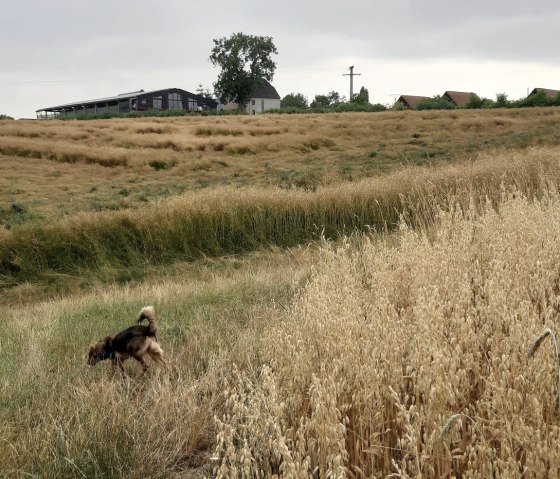 Blick über die Felder, © Reit-und Ferienanlage Pyrmonter Hof