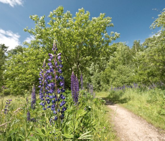 AhrSteig Weg Freilinger See, © Ahrtaltourismus e.V.