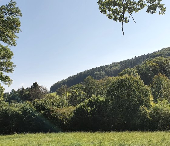 Schöner Blick auf den Wald, © Tourist-Information Bitburger Land