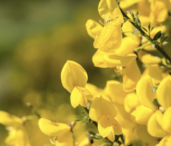 Ginsterblüten, © Dominik Ketz