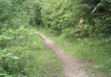 Waldpfad im Tettenbusch, © Tourist-Information Prümer Land