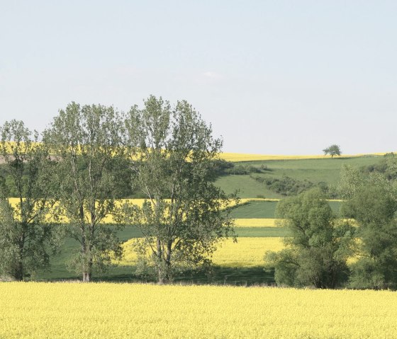 Rapsblüte auf dem Maifeld, © TI Maifeld