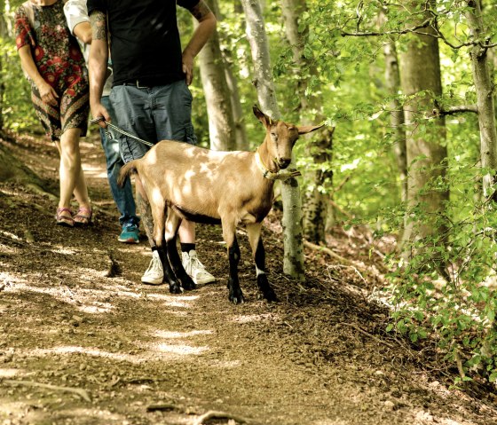 ein unvergessliches Paarevent - Ziegenwanderung