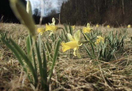 Narzissen, © Nationalpark Eifel