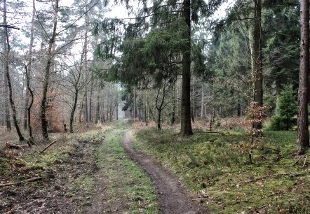 Durch die Wälder