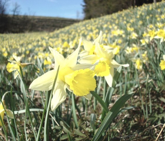 Narzissen in voller Blüte, © Naturpark Hohes Venn - Eifel