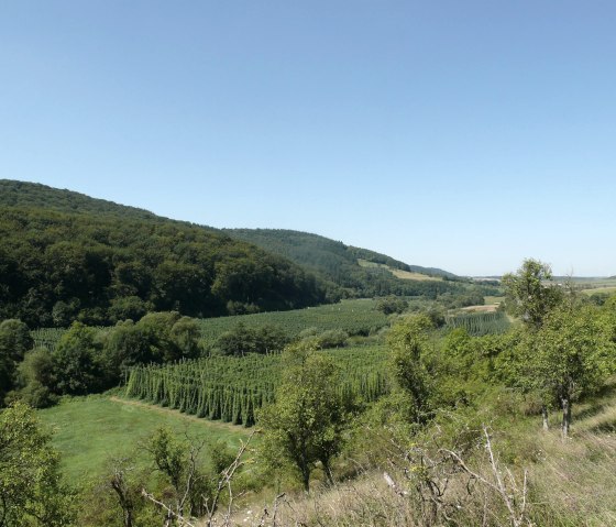 Blick über die Hopfenfelder im Prümtal, © Felsenland Südeifel Tourismus GmbH