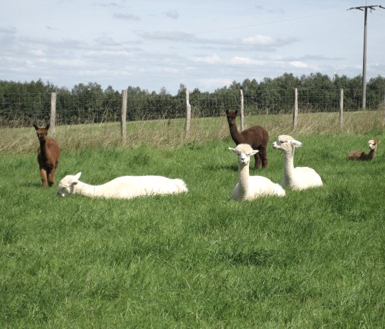 Alpaca's op de wei, © Leanette Lux