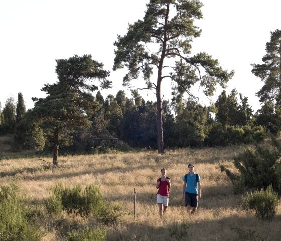 Heidehimmel Volkesfeld - Wabener Wacholderheide, © Traumpfade/Kappest