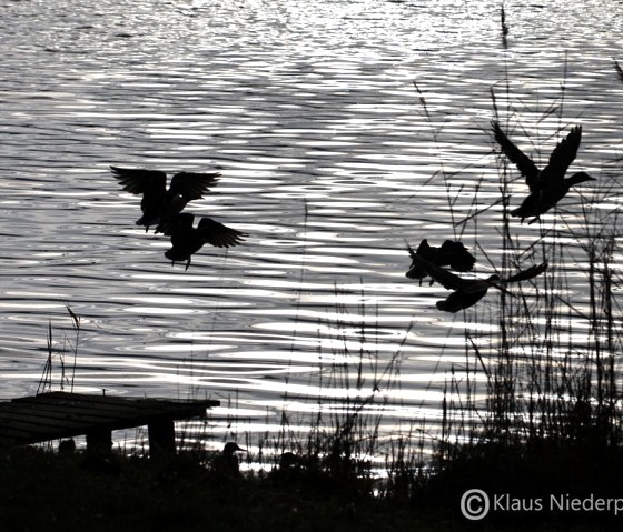 Sonnenuntergang am Maar, © Klaus Niederprüm - klaus.niederpruem@online.de