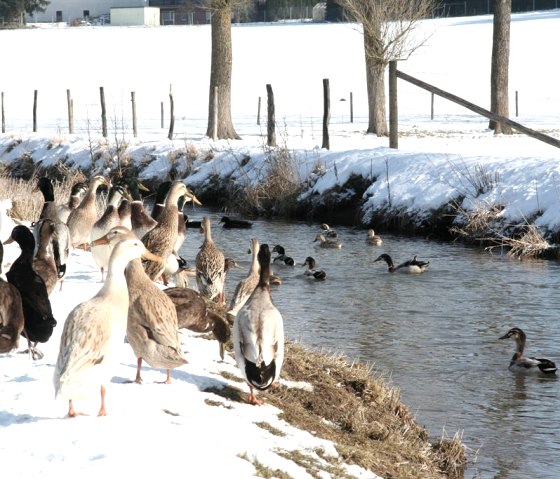 Mühlenteich Winter