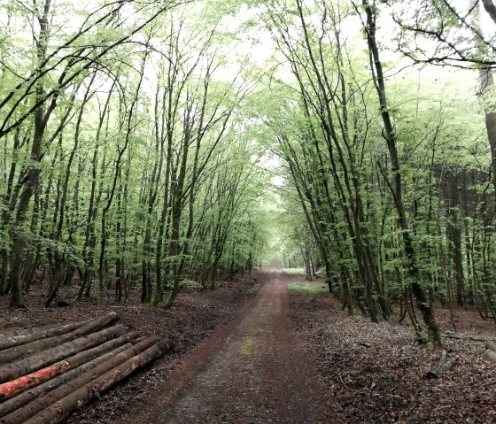forest Hofweiler, © Deutsch-Luxemburgische Tourist-Info