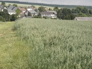 Blick auf Wallscheid 2, © Fam. Friedrich