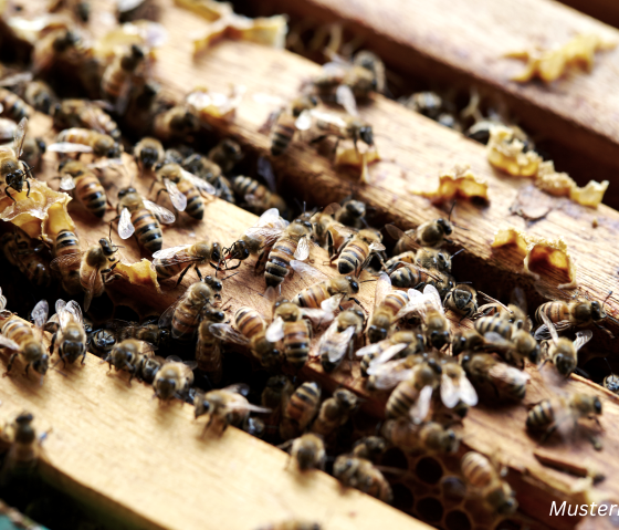 Bienen Imkerei Musterbild, © Canva