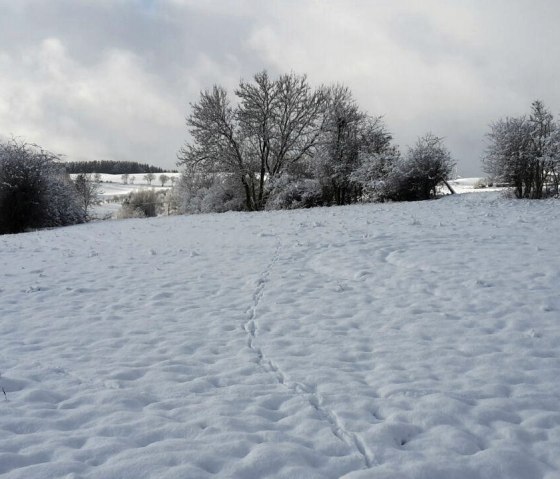 Landschaft 2, © Nordeifel Tourismus GmbH & Ferienwohnung Zur schönen Aussicht