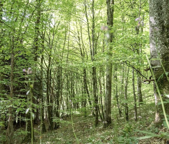 Urwüchsiger Buchenwald im UrwaldProjekt, © Tourist-Information Hocheifel-Nürburgring, Wohllebens Waldakademie