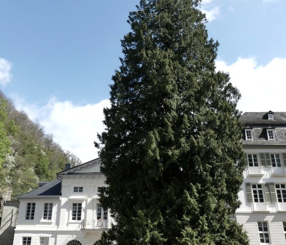 Lebensbaum am Kurf. Schlößchen Bad Bertrich 2, © GesundLand Vulkaneifel GmbH