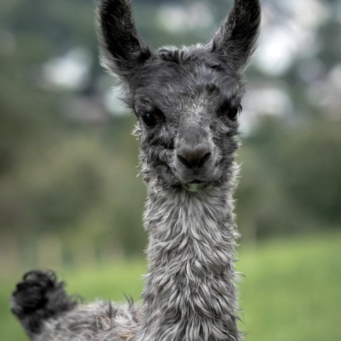 Lamas, © Nikolai Wirtz, Lamazucht Vulkaneifel