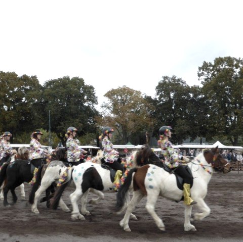 Marché aux chevaux, © Marktamt Stadt Mayen