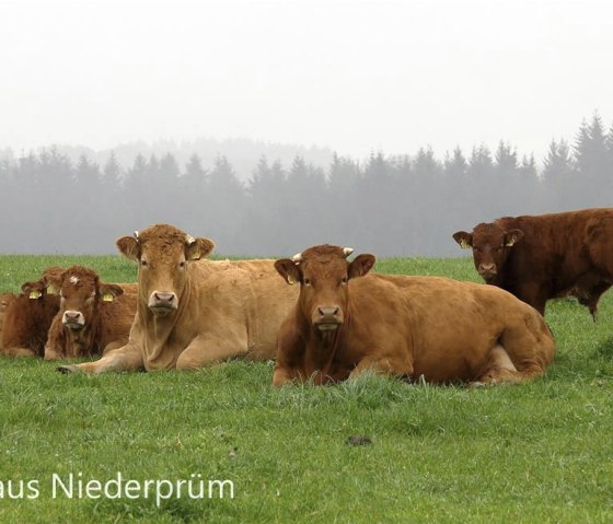 Herbststimmung, © Klaus Niederprüm - klaus.niederpruem@online.de